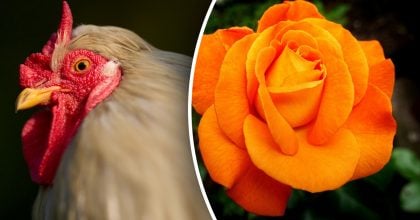 Китайський гороскоп на сьогодні 6 листопада: Коням - зриви, Півням - втрати