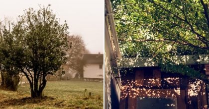 Притягують блискавку та біду: які дерева не варто садити біля будинку