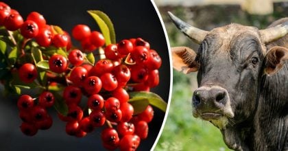 Китайский гороскоп на сегодня 7 ноября: Быкам - тревога, Свиньям - сплетни