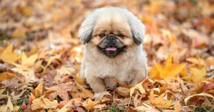 В Україну мчить різке похолодання: названа дата, коли погода остаточно зіпсується