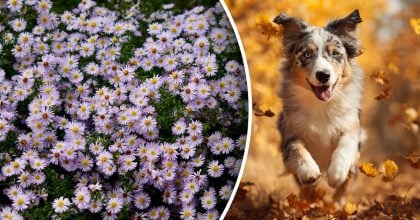 Китайский гороскоп на завтра 9 ноября: Собакам - одиночество, Лошадям - споры