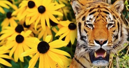 Китайский гороскоп на завтра 11 ноября: Тиграм - стресс, Кроликам - жадность