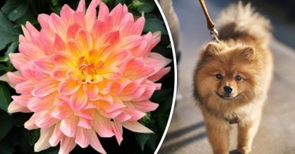 Китайский гороскоп на завтра 12 ноября: Крысам - ссоры, Собакам - проблемы