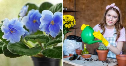 Одна ложка - і буде "шапка" з квітів: найефективніша та найбюджетніша підгодівля для рослин