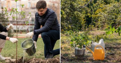 Коли краще за все садити дерева: фахівці дали однозначну відповідь