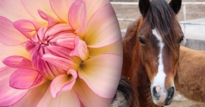 Китайский гороскоп на сегодня 14 ноября: Лошадям - срывы, Свиньям - обида