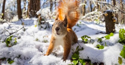 Какой будет зима в Украине: о чем молчат синоптики, но знают белки и коты