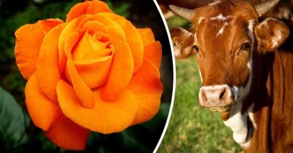 Китайский гороскоп на завтра 15 ноября: Быкам - ошибки, Лошадям - бунт