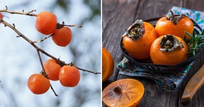 Як визначити погоду взимку за кісточкою хурми: дивовижний метод предків