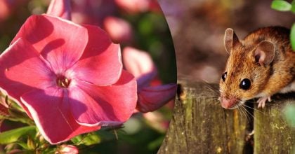 Китайський гороскоп на завтра 17 листопада: Щурам - неприємності, Кроликам - гнів