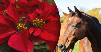 Китайський гороскоп на завтра 18 листопада: Коням - занепокоєння, Свиням - страх