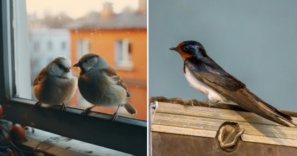 Что предвещает птица, ударившаяся в окно, по народным приметам