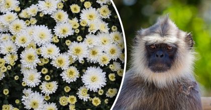 Китайский гороскоп на завтра 19 ноября: Обезьянам - депрессия, Свиньям - жертвы