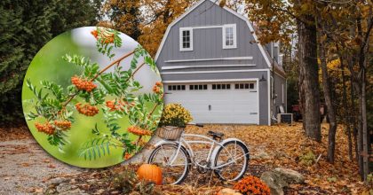 Давній оберіг: яке дерево варто посадити біля дому, щоб у родині панував добробут