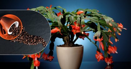 Як підгодувати декабрист кавою: натуральне добриво створить диво на Різдво