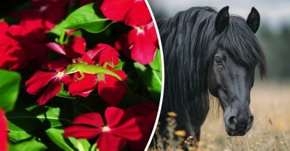 Китайский гороскоп на завтра 20 ноября: Кроликам - стресс, Лошадям - испытания