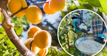Чим підживити абрикос у листопаді, щоб квіткові бруньки не замерзли навесні