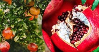 Як виростити "фрукт богів" на звичайному підвіконні: покрокова інструкція