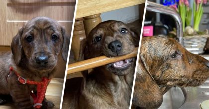 Жінка купила цуценя дрібної породи, але собака виріс до гігантських розмірів