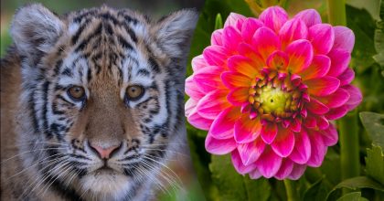 Китайський гороскоп на завтра 25 листопада: Тиграм - загроза, Мавпам - депресія