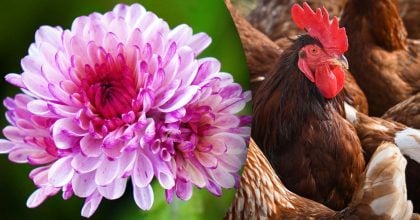 Китайский гороскоп на сегодня 26 ноября: Кроликам - гнев, Петухам - споры