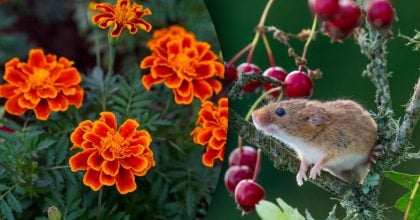 Китайский гороскоп на сегодня 27 ноября: Драконам - проблемы, Крысам - споры