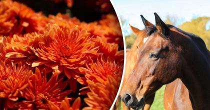 Китайський гороскоп на завтра 28 листопада: Коням - страх, Козлам - розчарування