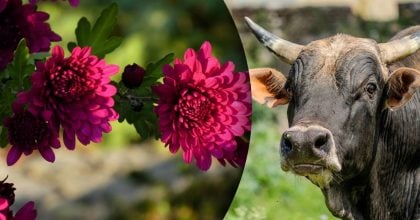 Китайський гороскоп на сьогодні 29 листопада: Бикам - стрес, Зміям - сварки