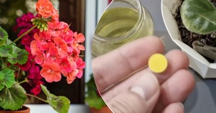 Коштує копійки: аптечний засіб оживить усі пожовклі та засохлі квіти