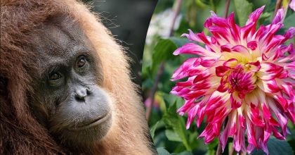 Китайский гороскоп на сегодня 1 декабря: Обезьянам - ревность, Свиньям - ссоры