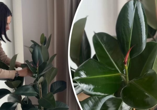 Як протирати листя кімнатних рослин, щоб воно блистіло: бабусин метод