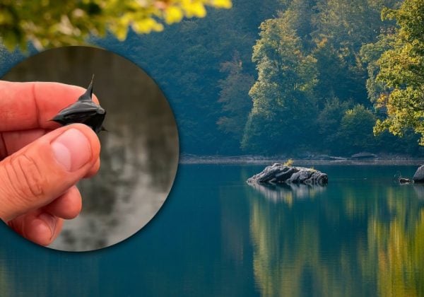 Предки вважали його талісманом: в Україні росте рідкісний водяний горіх