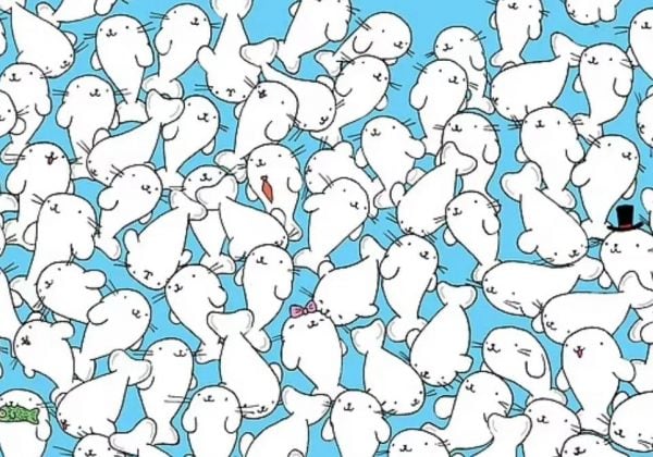 Головоломка для людей з гострим зором: знайдіть зефір серед тюленів за 11 секунд
