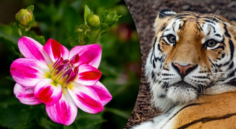 Китайський гороскоп на сьогодні 3 листопада: Тиграм - розчарування, Драконам - борги