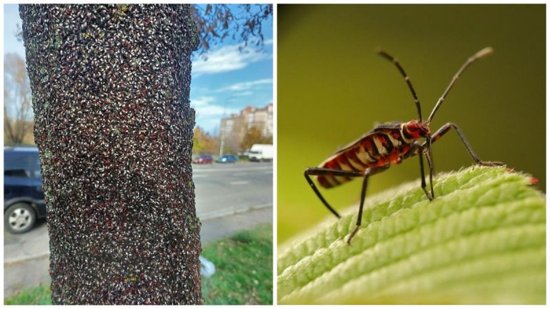 "Окупували" багато дерев: у Києві помітили незвичайних комах