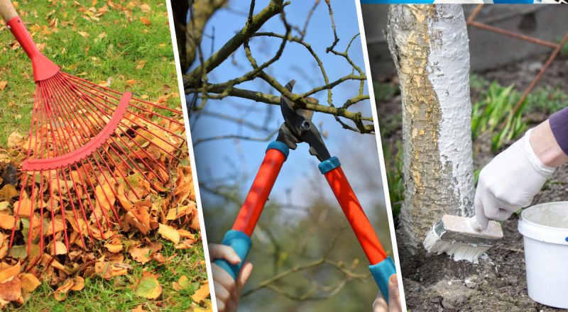 Как подготовить сад к зиме: семь осенних ошибок, которые могут погубить растения