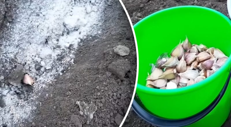 Фатальна помилка: що категорично не можна висаджувати після часнику