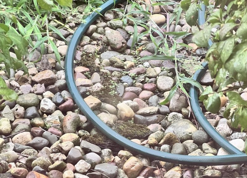 Цікавий тест на IQ: спробуйте знайти заховану жабу лише за 5 секунд