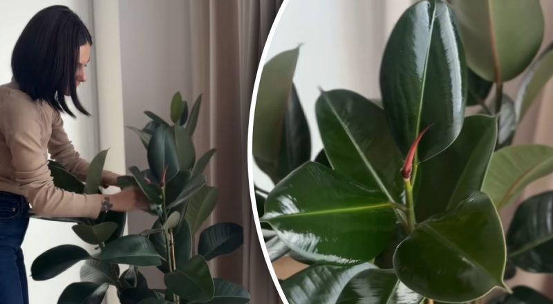 Как протирать листья комнатных растений, чтобы они блестели: бабушкин метод