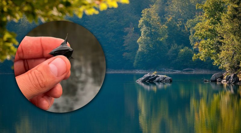 Предки вважали його талісманом: в Україні росте рідкісний водяний горіх