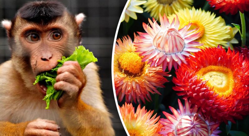 Китайский гороскоп на сегодня 8 ноября: Кроликам - обида, Обезьянам - угроза