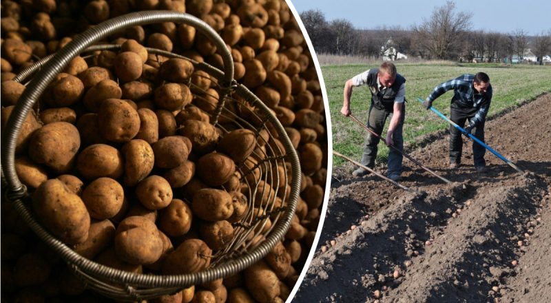 "Ніколи не бачили такого": чим українська картопля дивувала англійців 300 років тому