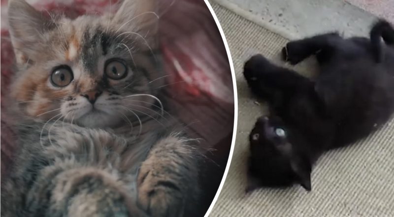 Господарям на замітку — коли кішка стає дорослою і перестає рости, названо терміни