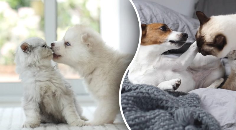 Популярный миф опровергнут - действительно ли собаки и коты ненавидят друг друга