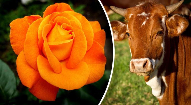 Китайский гороскоп на сегодня 15 ноября: Быкам - ошибки, Лошадям - бунт