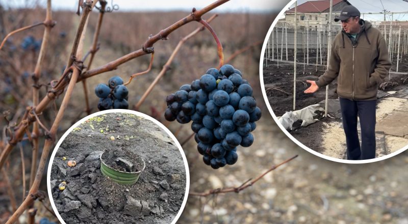 Не агроволокно і не листя: як укрити саджанці винограду від морозів і відлиг