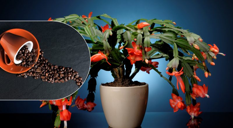 Как подкормить декабрист кофе: натуральное удобрение сотворит чудо на Рождество