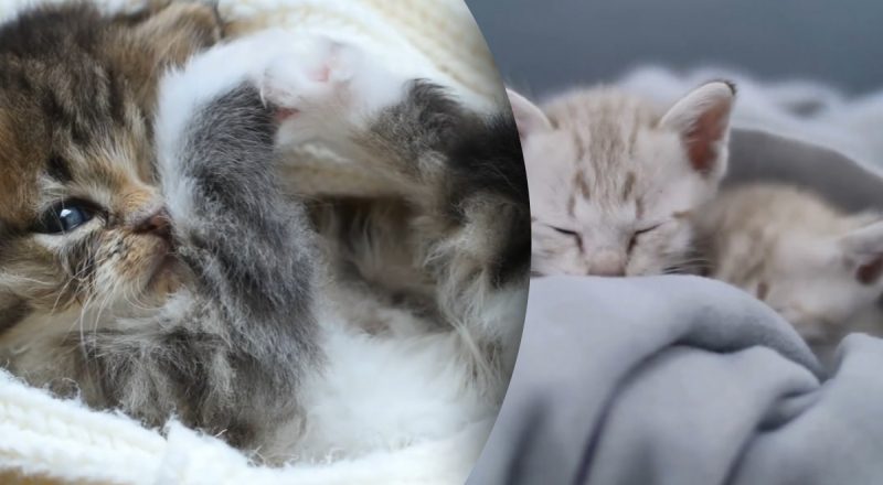 Кот может замерзнуть быстрее, чем кажется - признаки, которые хозяева игнорируют