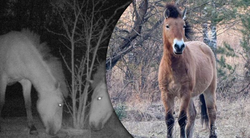 У Чорнобильській зоні помітили рідкісних коней: показано унікальні кадри