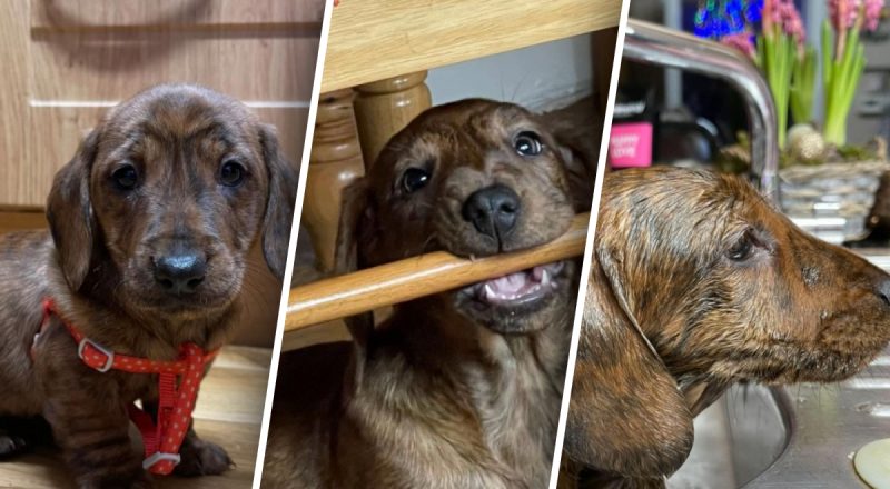 Женщина купила щенка мелкой породы, но собака выросла до гигантских размеров